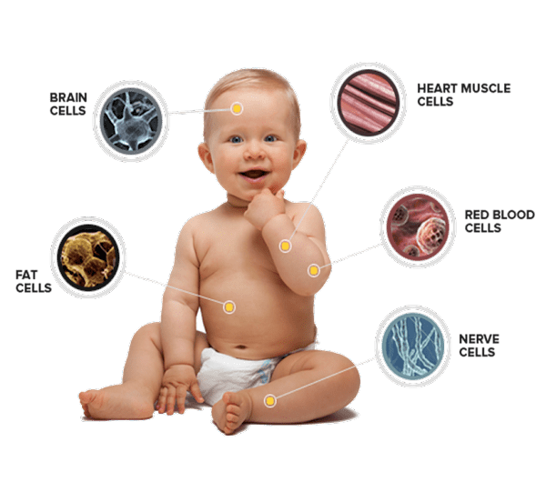 Sejarah Dalam Darah Kita Baby Cells