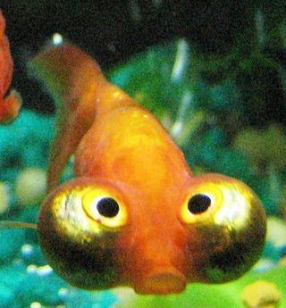 Celestial Eye Goldfish
