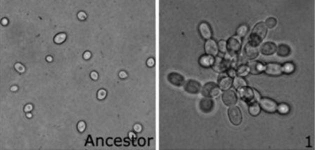 Evolusi Oleh Manusia