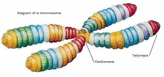 Tujuan Penciptaan Manusia? Pelestari Kode Kromosom