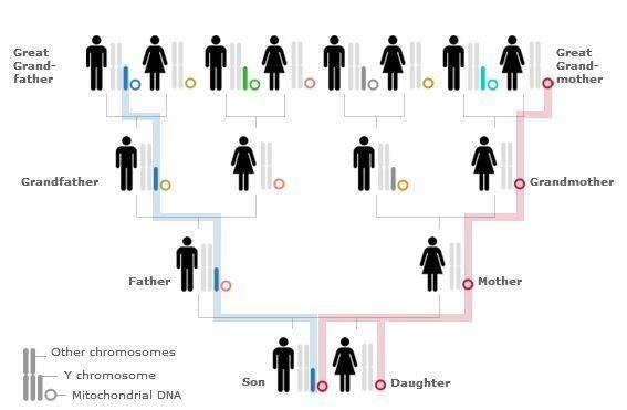 Sejarah Dalam Darah Kita Penanda Genetis