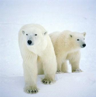 Polar Bear