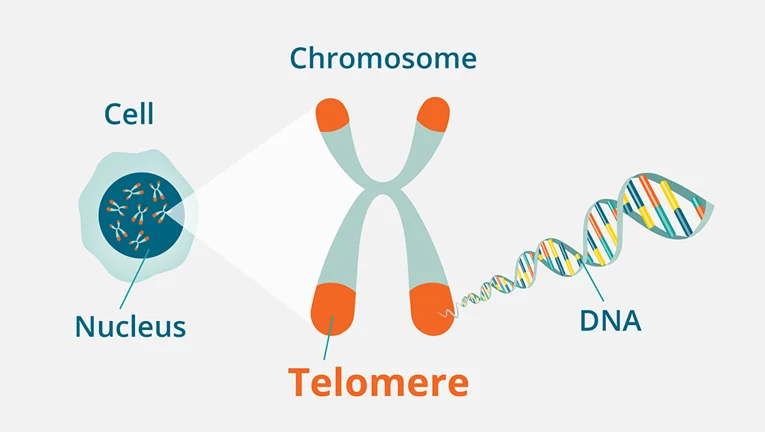 Telomeres
