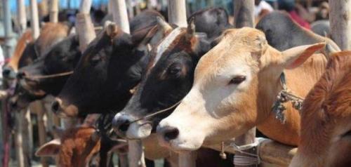 Lintasan Pikiran Saat Idul Adha