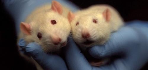 Manusia: Tikus Labirin atau Dewa Semesta?