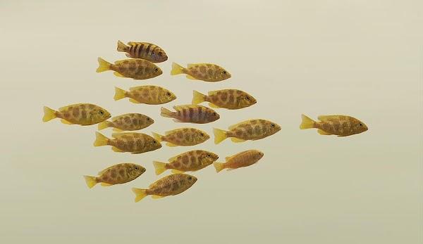 Siapakah Anda? Budak, Jongos atau Bos? School Of Fish